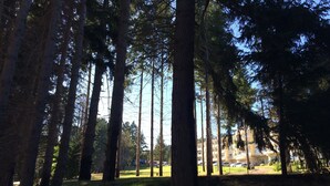 A forested area with tall trees and a building in the background.