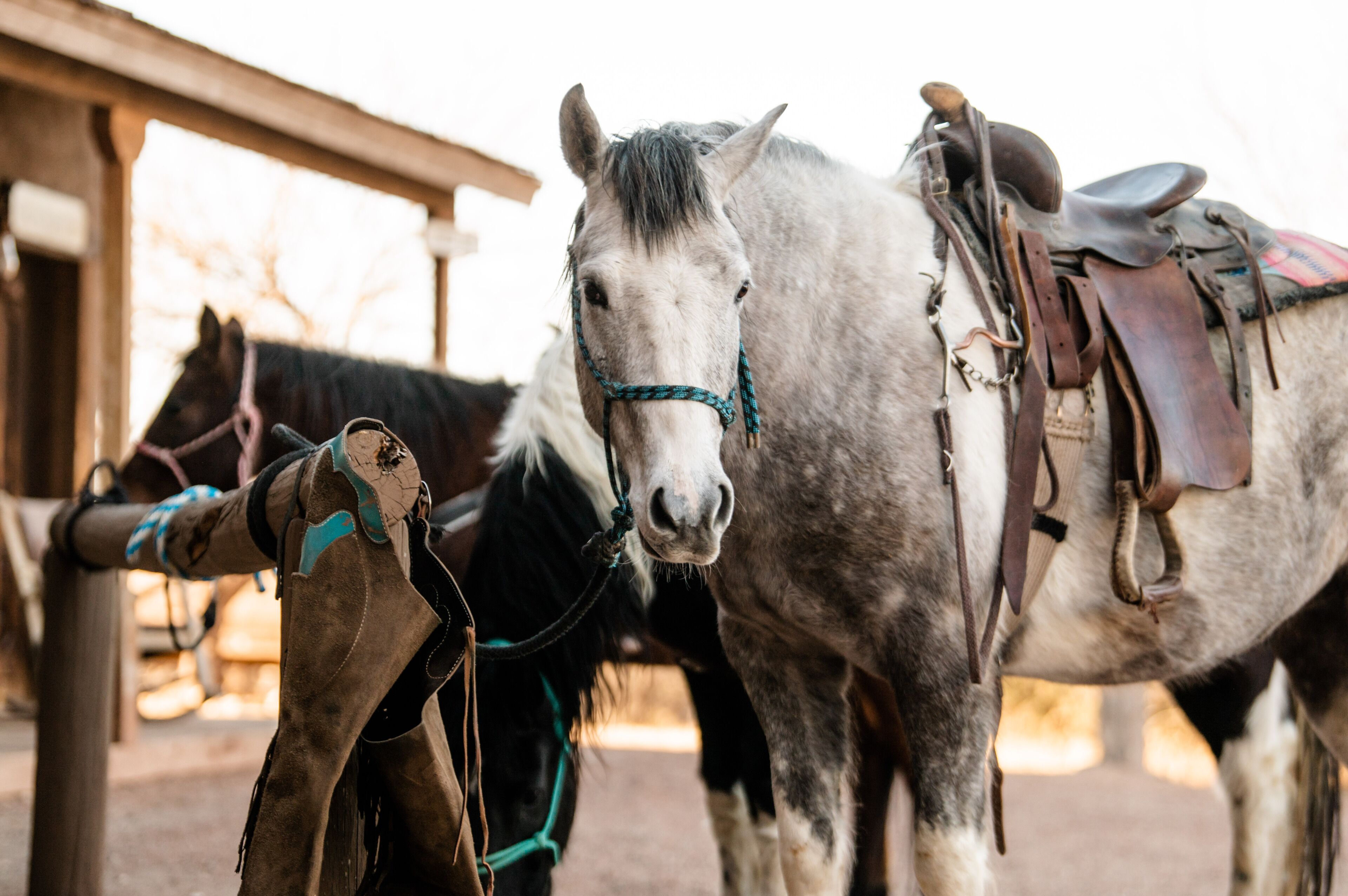 A stable with two horses, one white and one dark brown, with saddles and bridles.