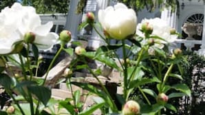A garden with white flowers and green foliage, a white building with a white fence, and a clear blue sky.