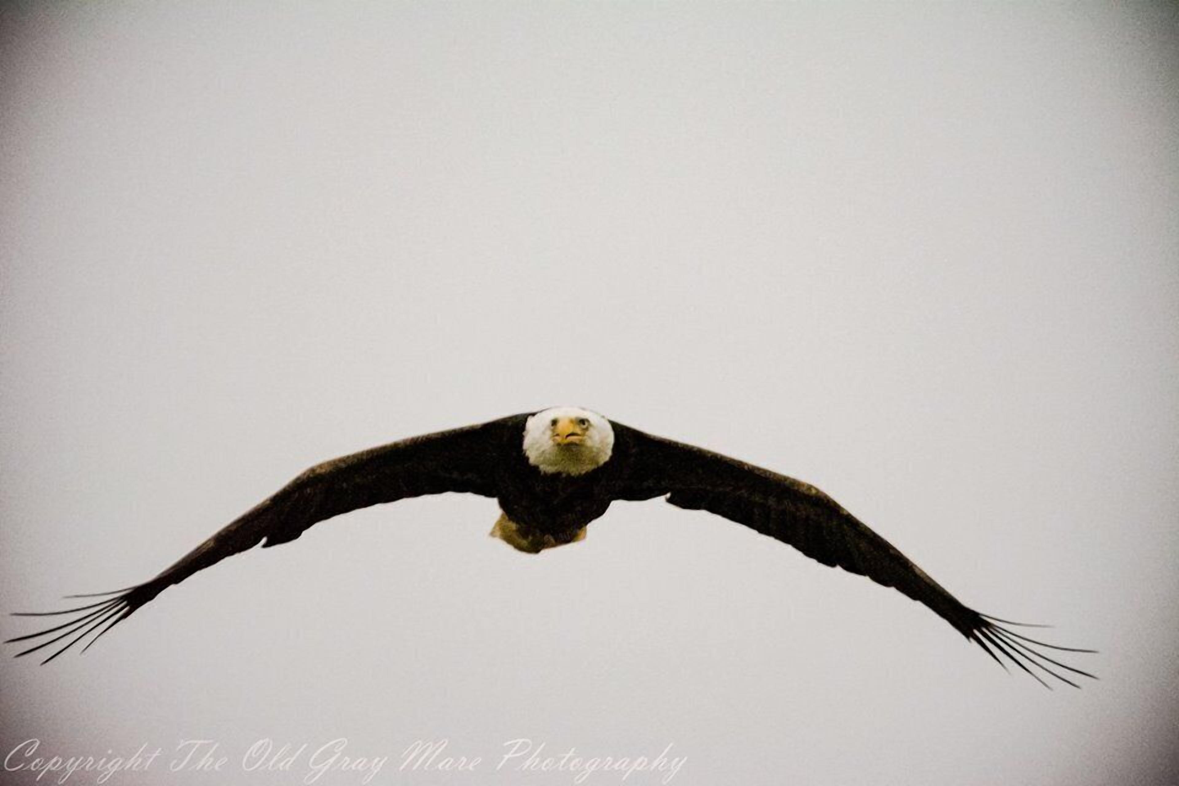 An eagle in flight against a plain background.
