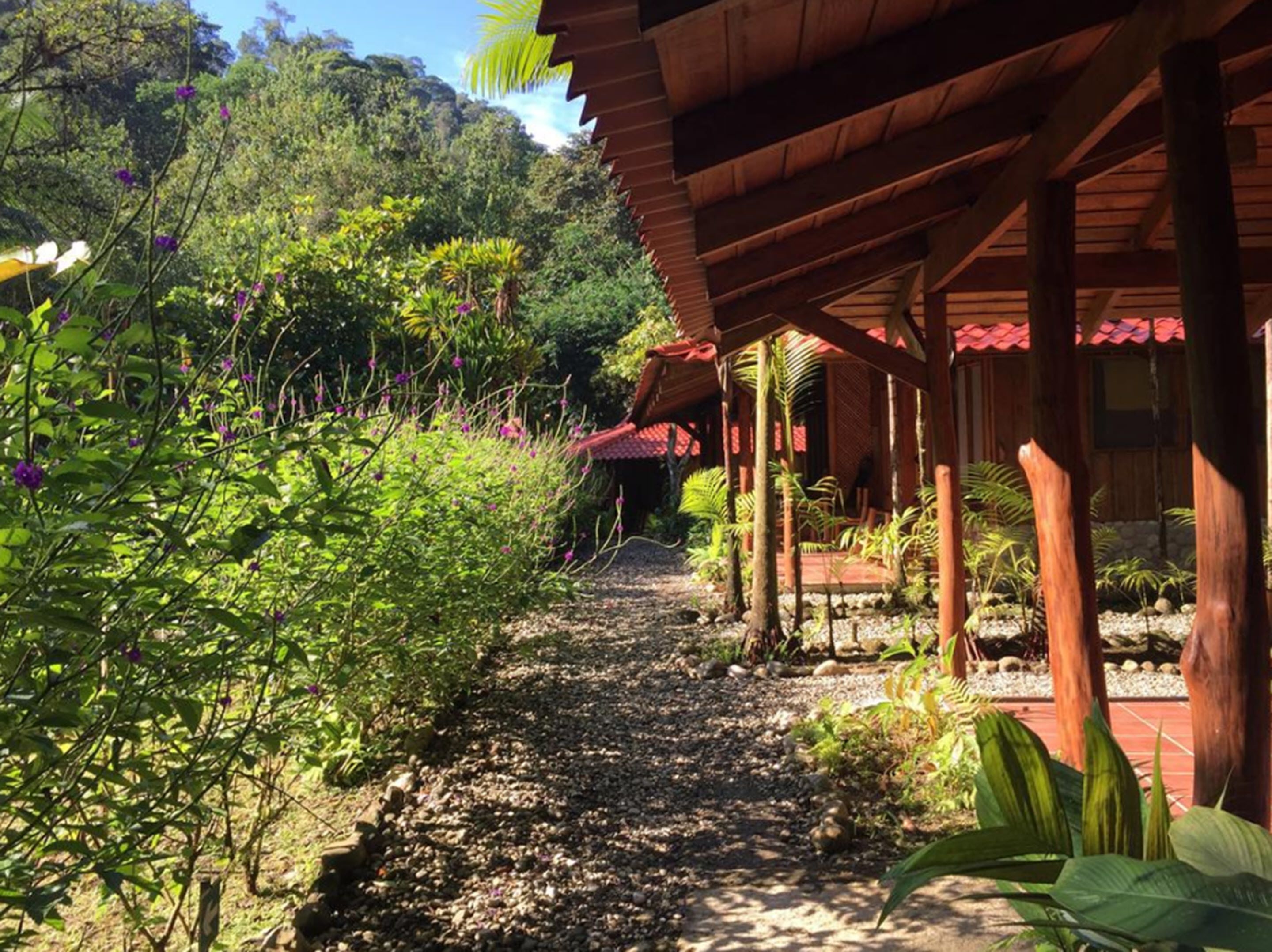 A pathway leading to a wooden structure with a red roof, surrounded by lush greenery and tropical plants.
