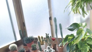 A variety of potted plants on a wooden table near a window. - Il Girasole Bed and Breakfast (Palermo)