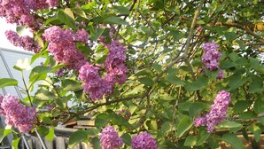 Un jardin agrémenté de lilas en fleurs et bordé d’une clôture en bois.