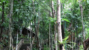 A wooden staircase surrounded by lush greenery, with a sign warning to watch your step. - Sea Wind Resort (Boracay Island)