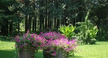 Dove Nest Bed and Breakfast