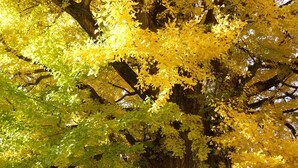 A large tree with yellow leaves, a stone fence, and a building in the background. - Minshuku Kuwataniya (Takayama)