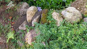 Un jardin où l’on trouve une grande variété de plantes et de roches.
