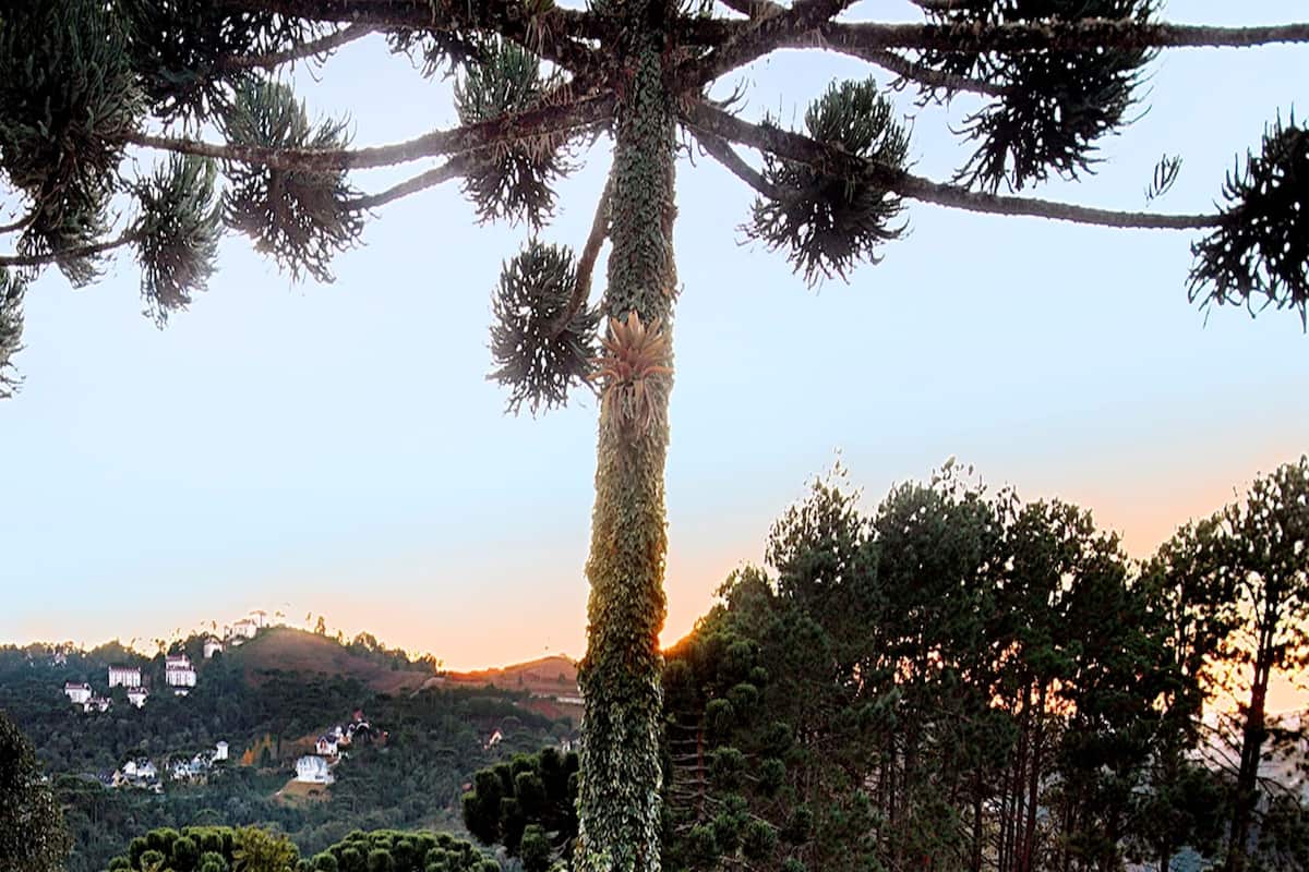 Ein hoher Baum mit dickem Stamm und dichtem Blätterwerk, umgeben von einer bewaldeten Landschaft mit Hügeln im Hintergrund.