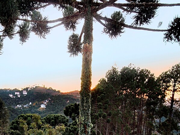 Un árbol alto de tronco grueso y follaje denso, rodeado de un paisaje boscoso con colinas al fondo.