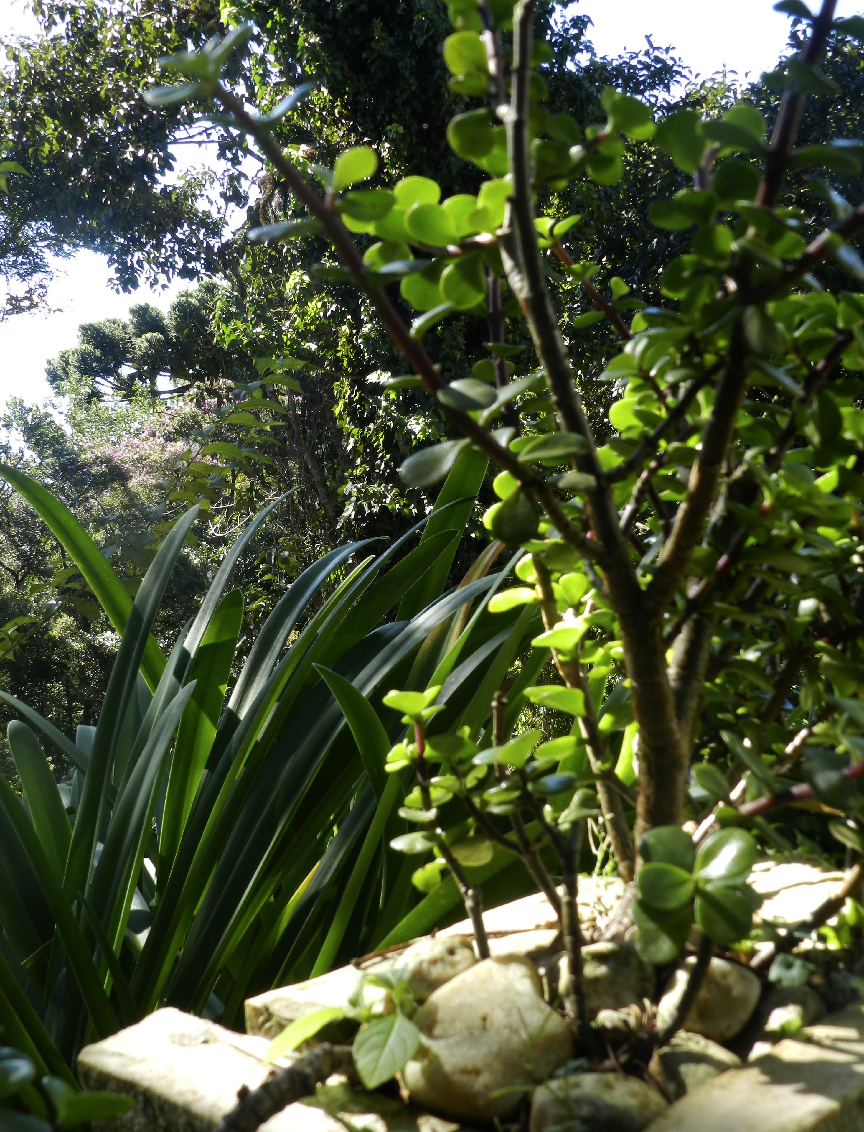 A garden with various plants and a stone pathway.