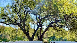 A large tree with a thick trunk and sprawling branches in a park setting. - Inn On The River (Glen Rose)