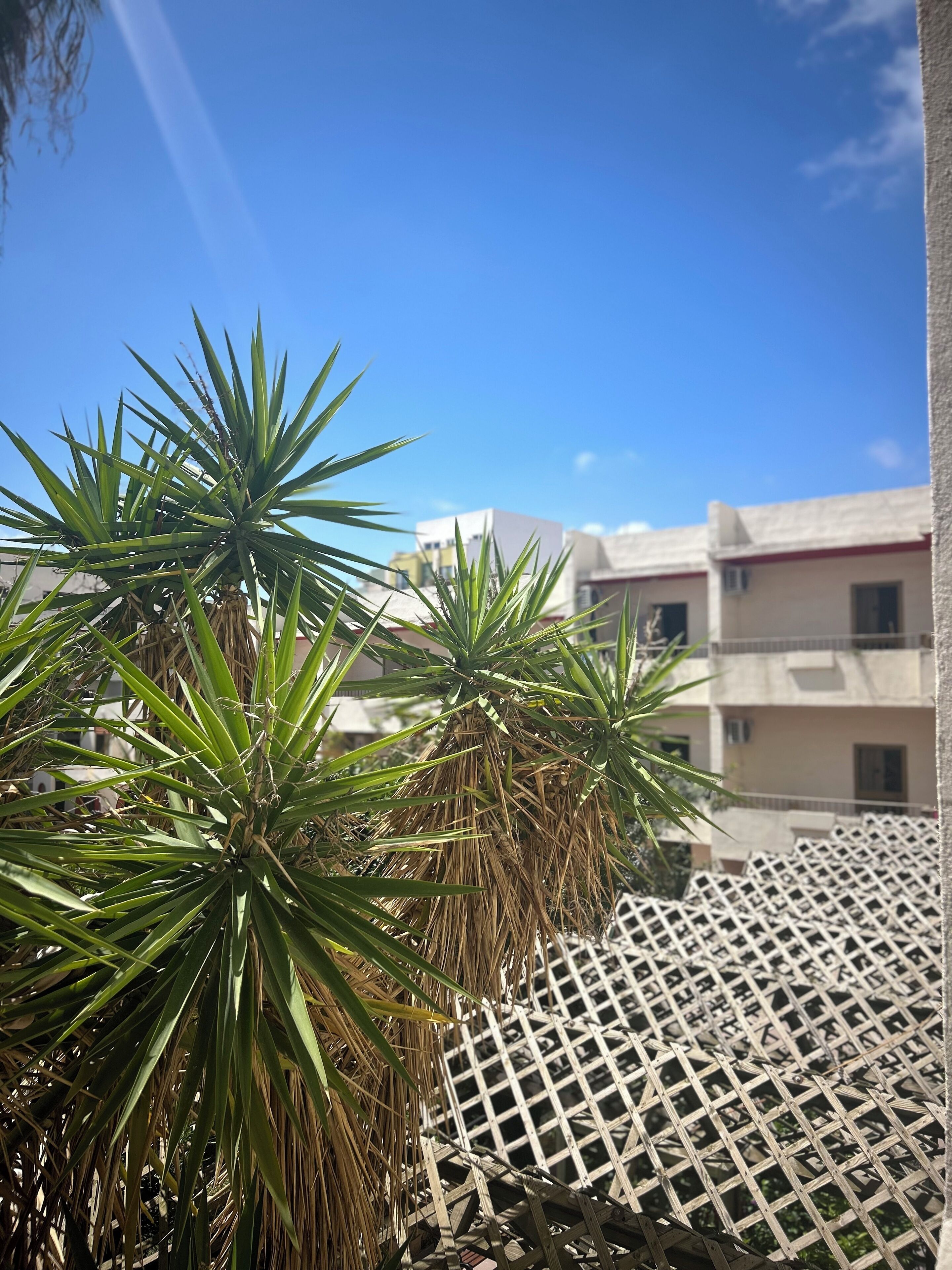 Foto - The San Anton Hotel