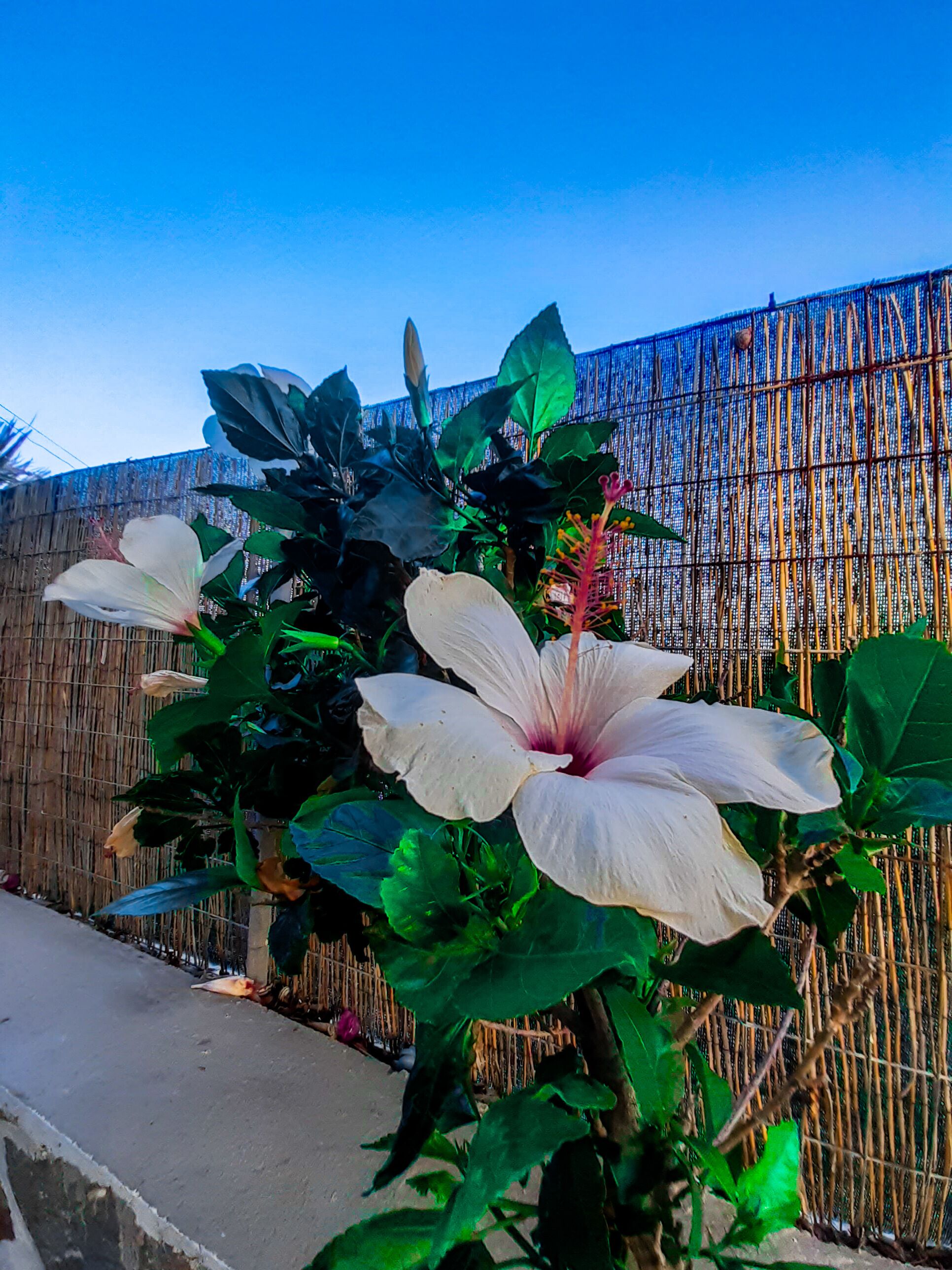 Foto - Hotel Porto Perissa