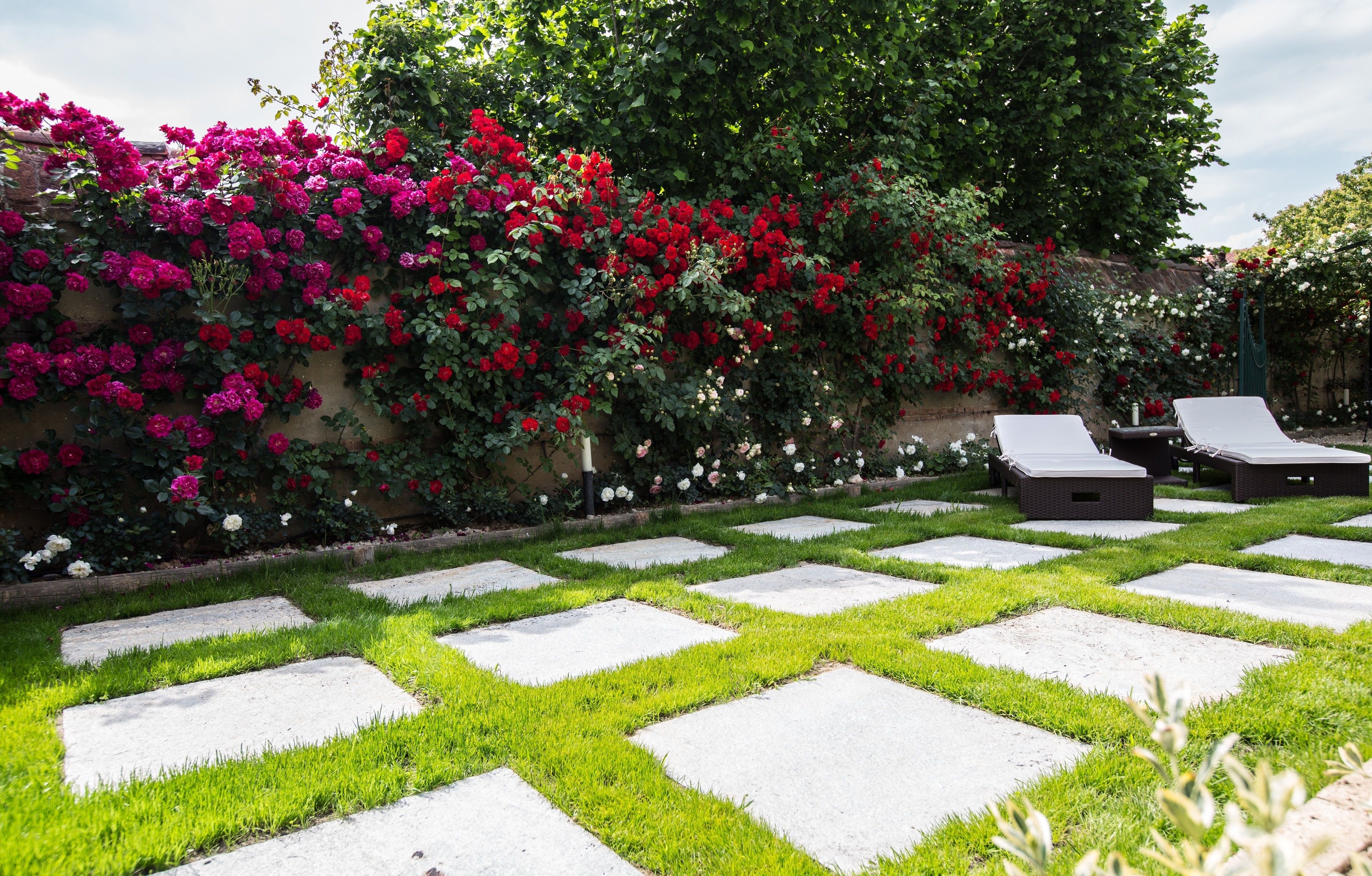 A garden with a stone pathway, lush green grass, and a wall covered with vibrant red and pink flowers.