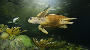 Una tortuga marina nadando bajo el agua, entre coral y rocas.