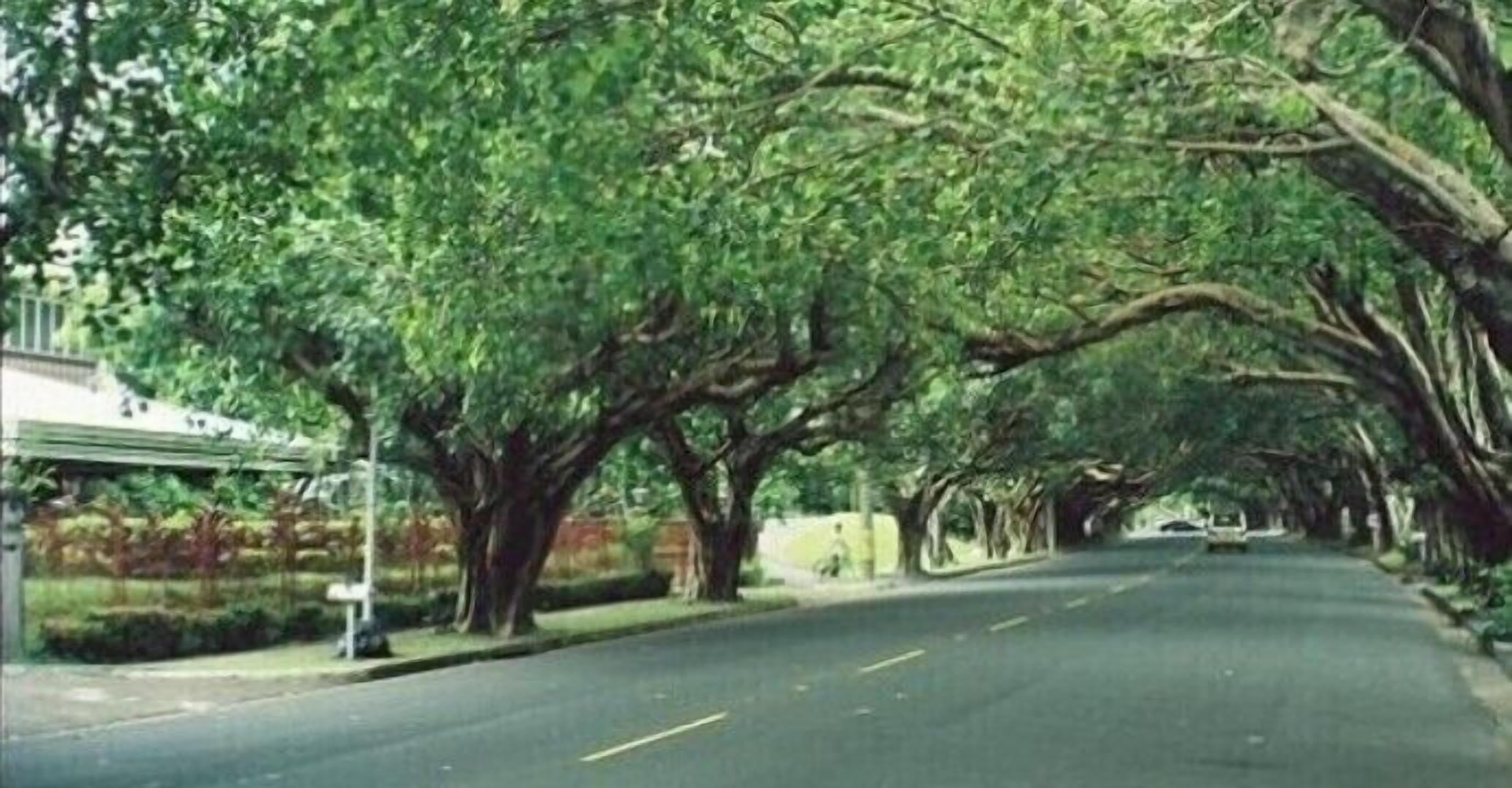 A tree-lined street with a clear road, a sidewalk, and a building on the left.