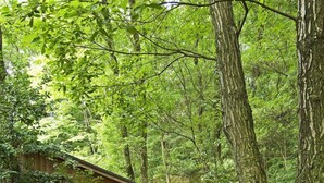 A traditional wooden building with a sign in Japanese, surrounded by dense forest.