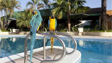 Dos loros posados en la barandilla de la piscina.