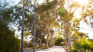 A paved pathway surrounded by trees and a palm plant. - Modra's Apartments (Tumby Bay)