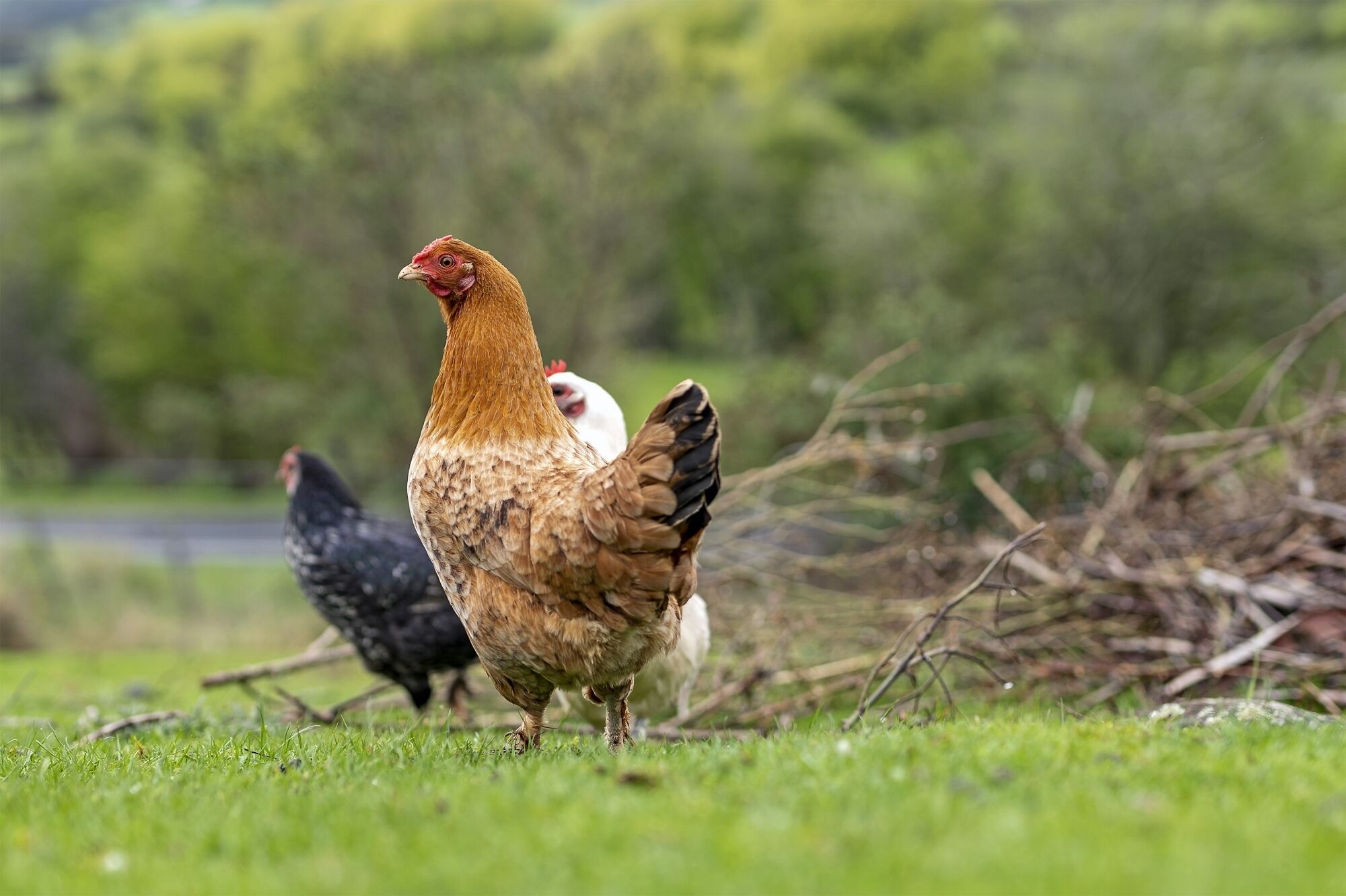 Un pollo en un campo cubierto de hierba, con árboles al fondo.