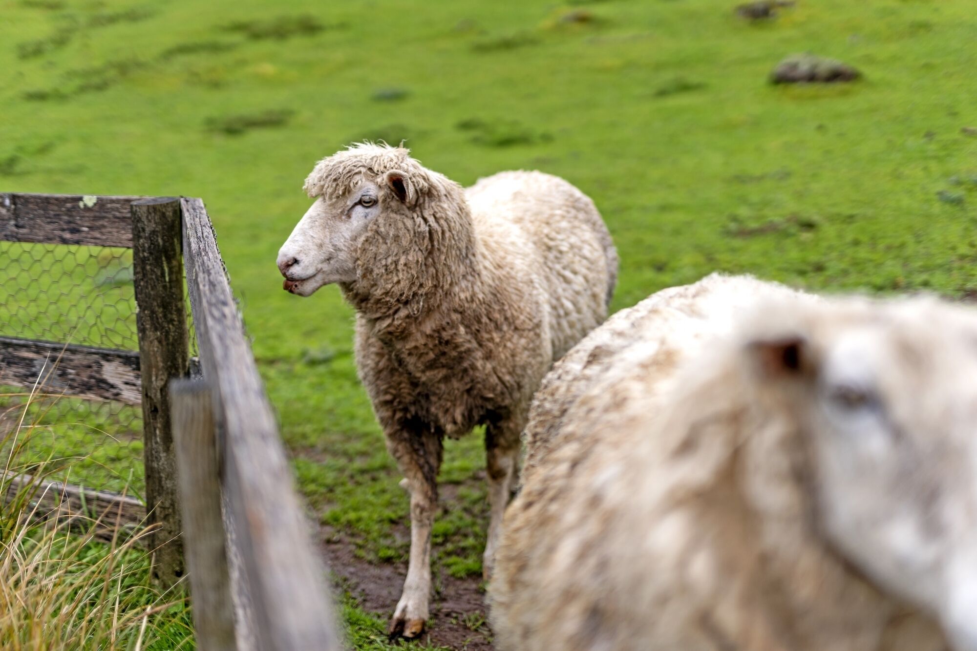 Un mouton se tient près d’une clôture en bois, dans un champ herbeux.