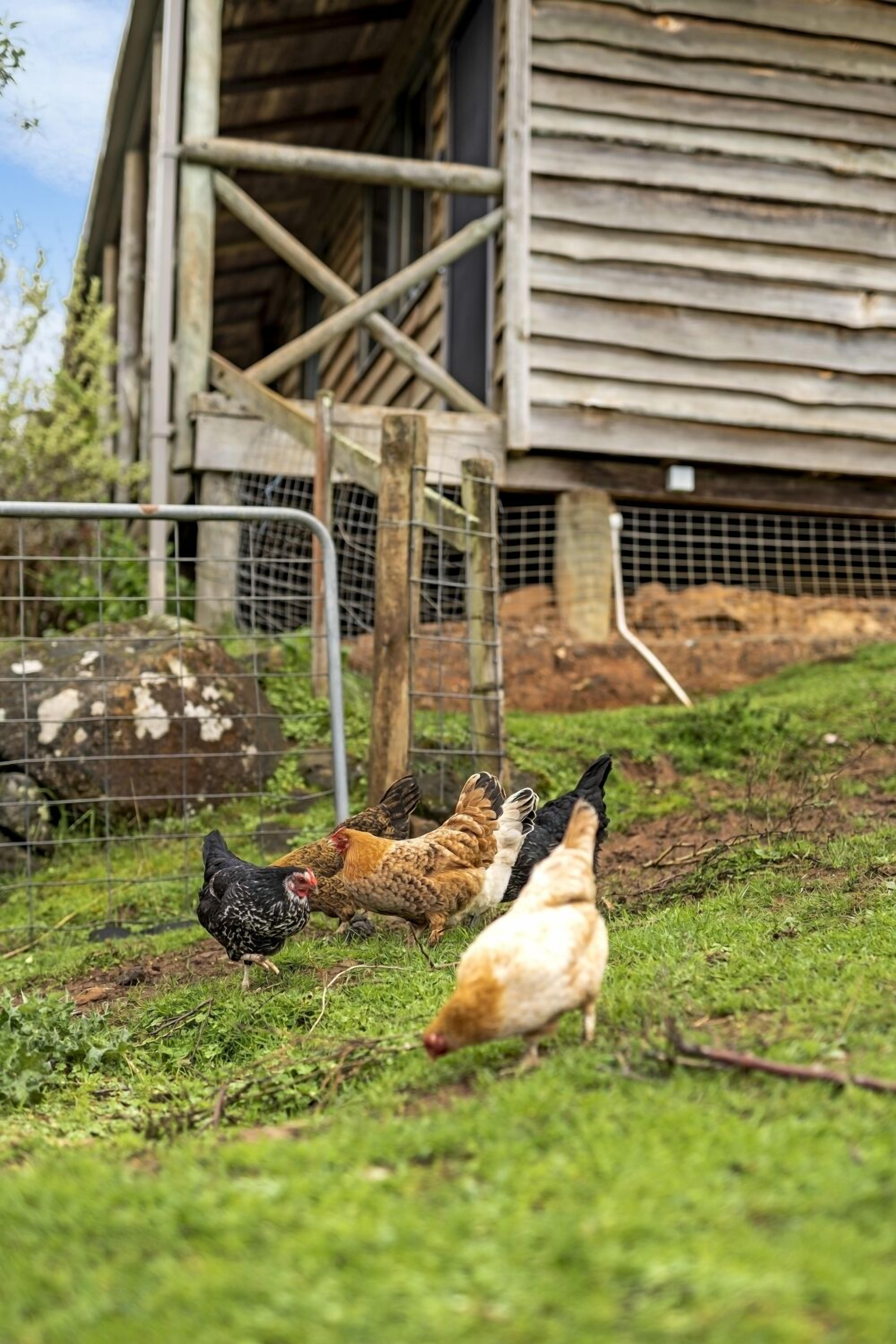 Mole Creek Cabins — image 25