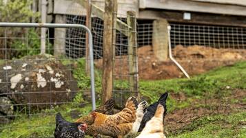 A rustic wooden building with a metal fence and a grassy area with chickens.