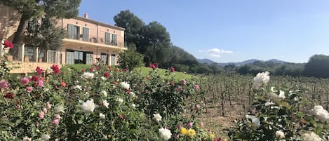 Un edificio con balcón, rodeado de un jardín con diversas flores y un viñedo al fondo.