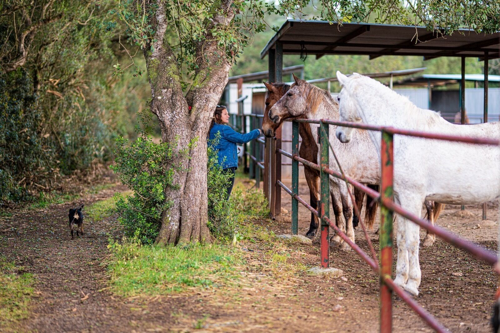 Photo - Finca Agroturismo Son Menut