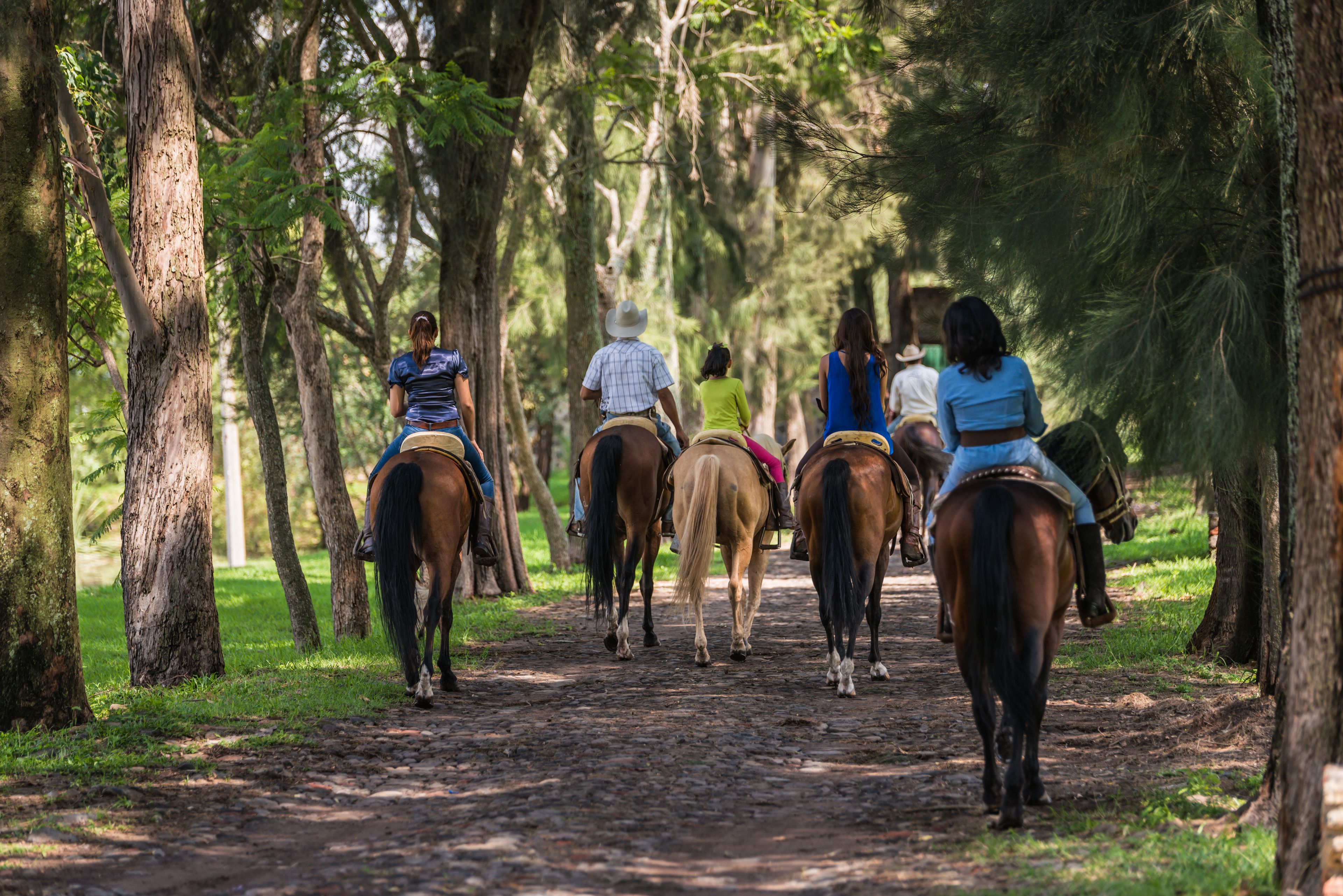 A group of people riding horses on a dirt path surrounded by trees.