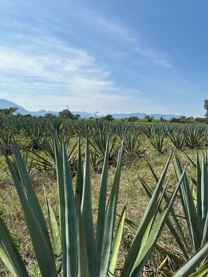 Exterior - Hacienda Labor de Rivera Hotel Boutique (Teuchitlan)