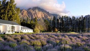 Luxury View Twin / Double Room | Exterior - Lavender Farm Guest House (Franschhoek)
