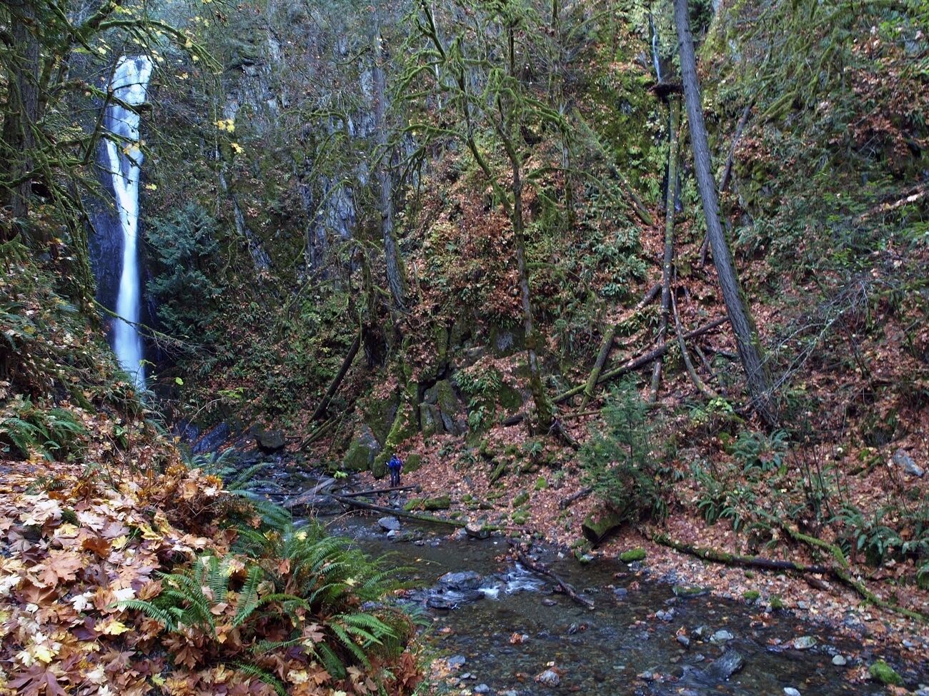 A forested area with a waterfall and a stream.