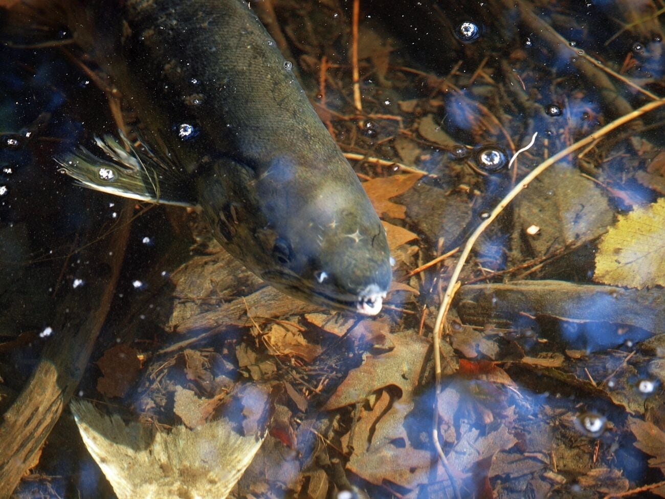 A fish in clear water with visible leaves and twigs.