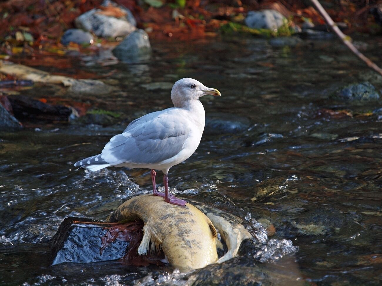 Una gaviota posada sobre una roca en un arroyo caudaloso.