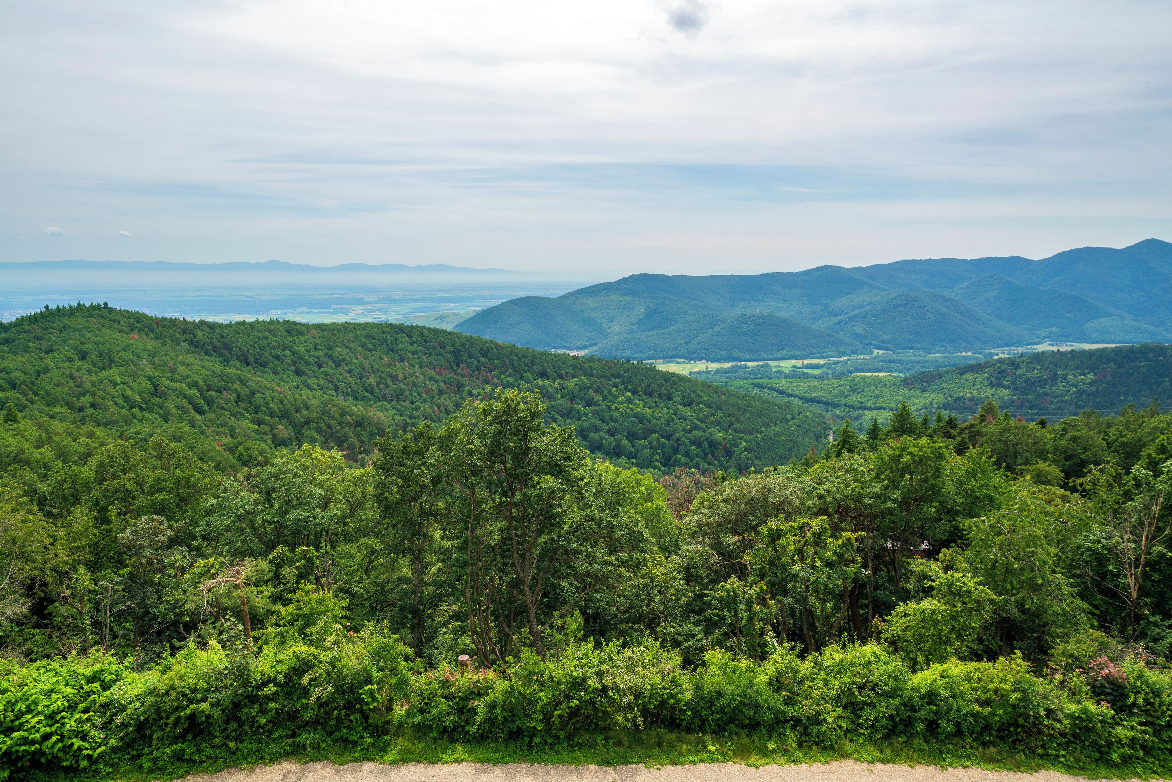 Un paisaje exuberante y verde con colinas onduladas y bosques densos.
