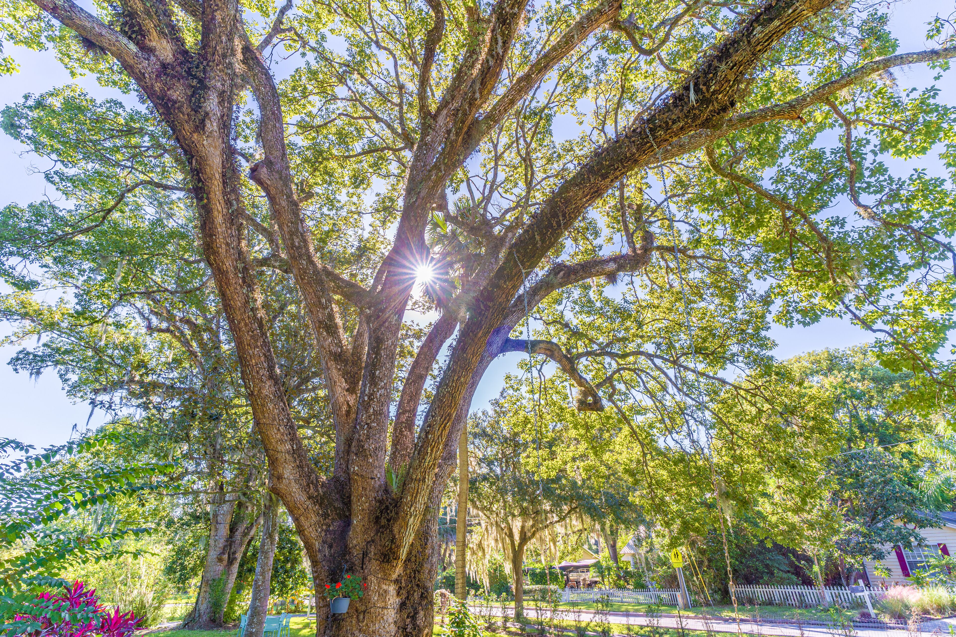Ein großer Baum mit einem weißen Zaun im Hintergrund.
