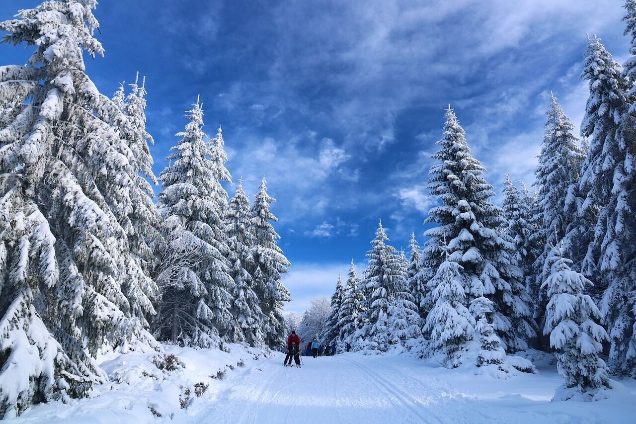 Une forêt enneigée sous un ciel dégagé.
