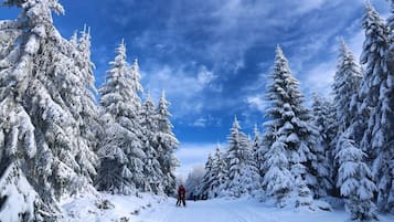 Une forêt enneigée sous un ciel dégagé.