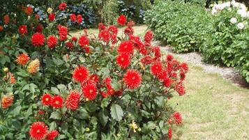 A garden with red and yellow flowers, green foliage, and a gravel path.