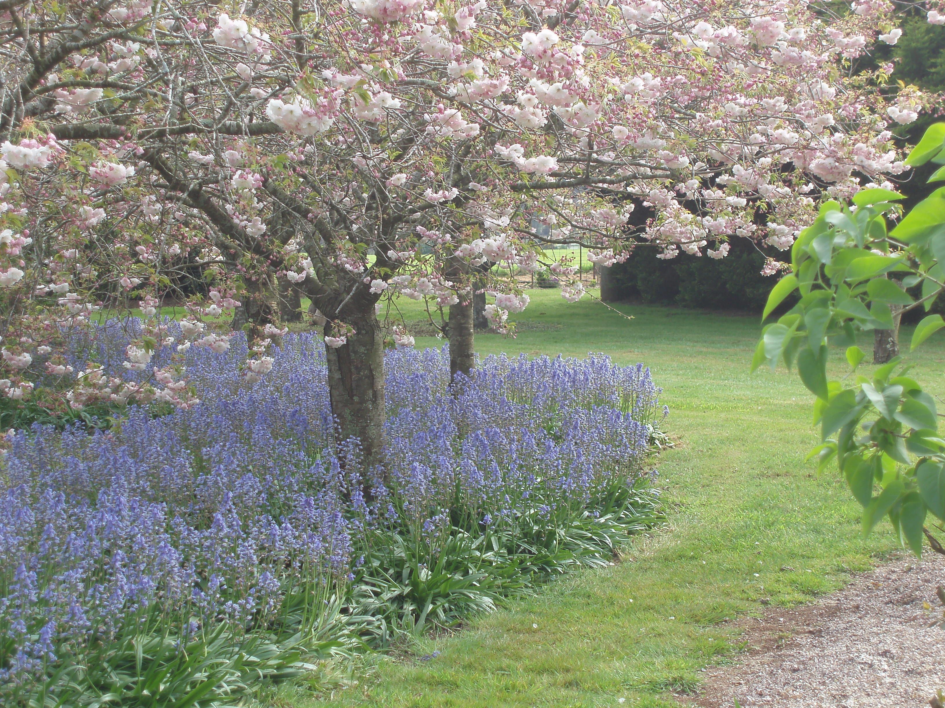 Un jardin où les arbres sont en fleurs et un champ rempli de fleurs violettes.