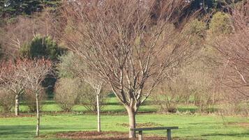 Un parque con un banco solitario y un árbol grande.