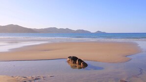 Une plage avec un chien dans l’eau, une mer calme et des montagnes à l’horizon.