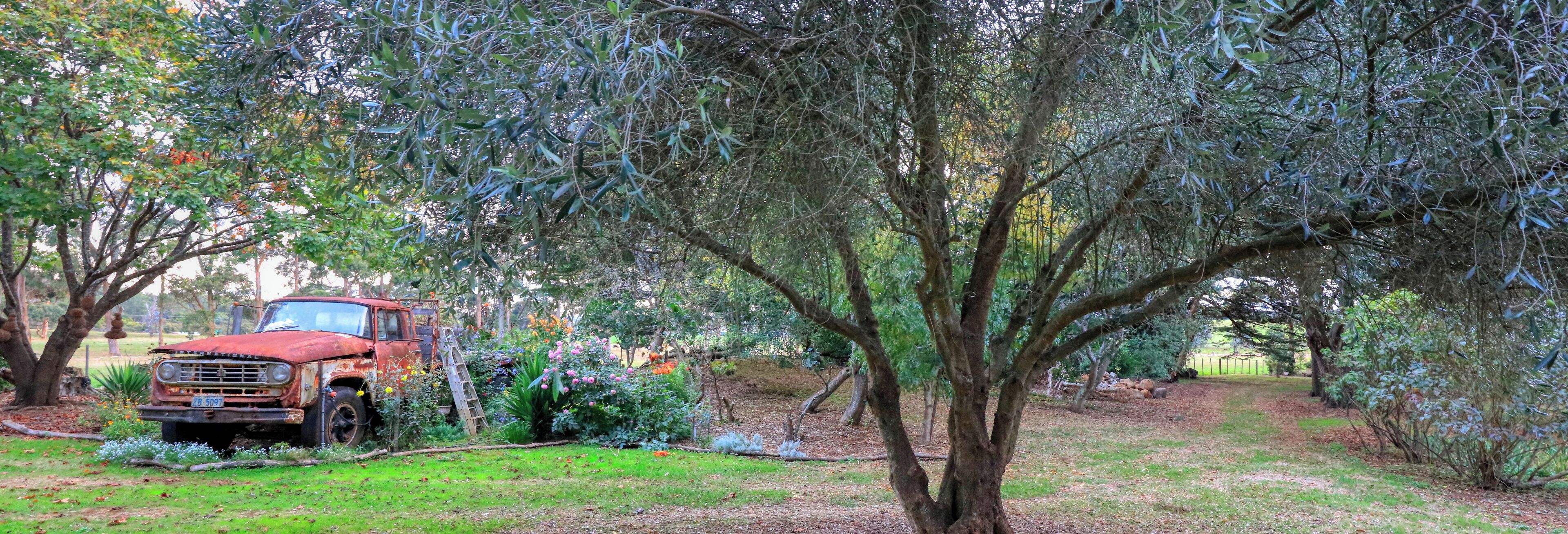 A red vintage car parked under a tree in a garden with a wooden ladder and various plants.
