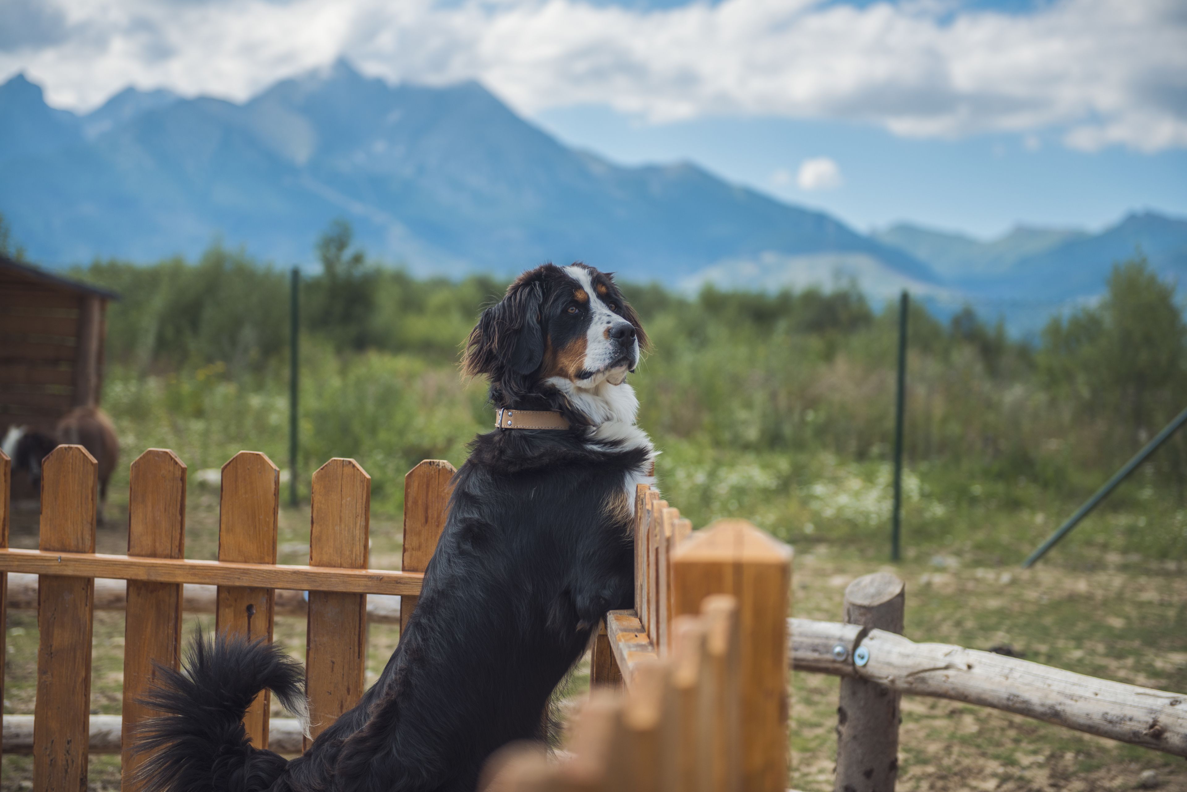 A dog standing on a wooden fence with a mountainous background.