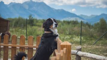 A dog standing on a wooden fence with a mountainous background.
