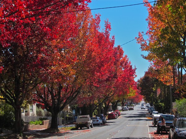 A street lined with trees displaying autumn foliage.