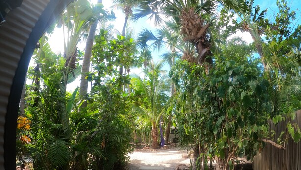 Un sendero bordeado de abundante vegetación y palmeras, que conduce a una cerca de madera.