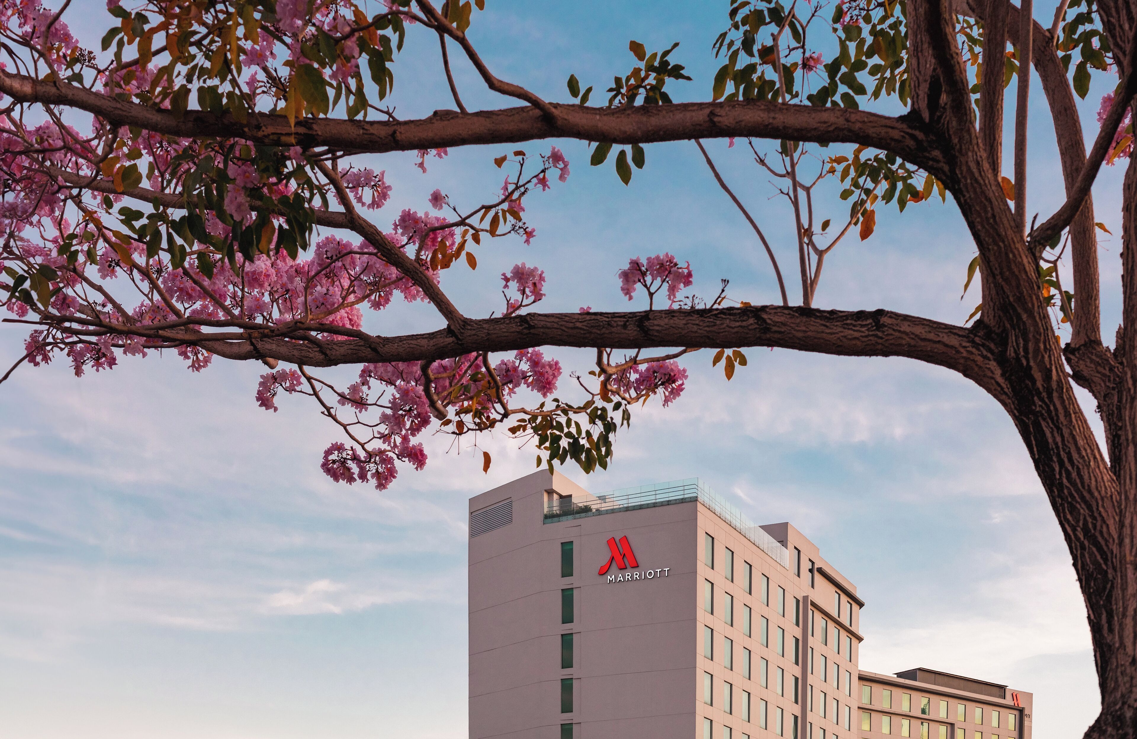 A modern building with a visible logo, surrounded by trees with pink flowers.
