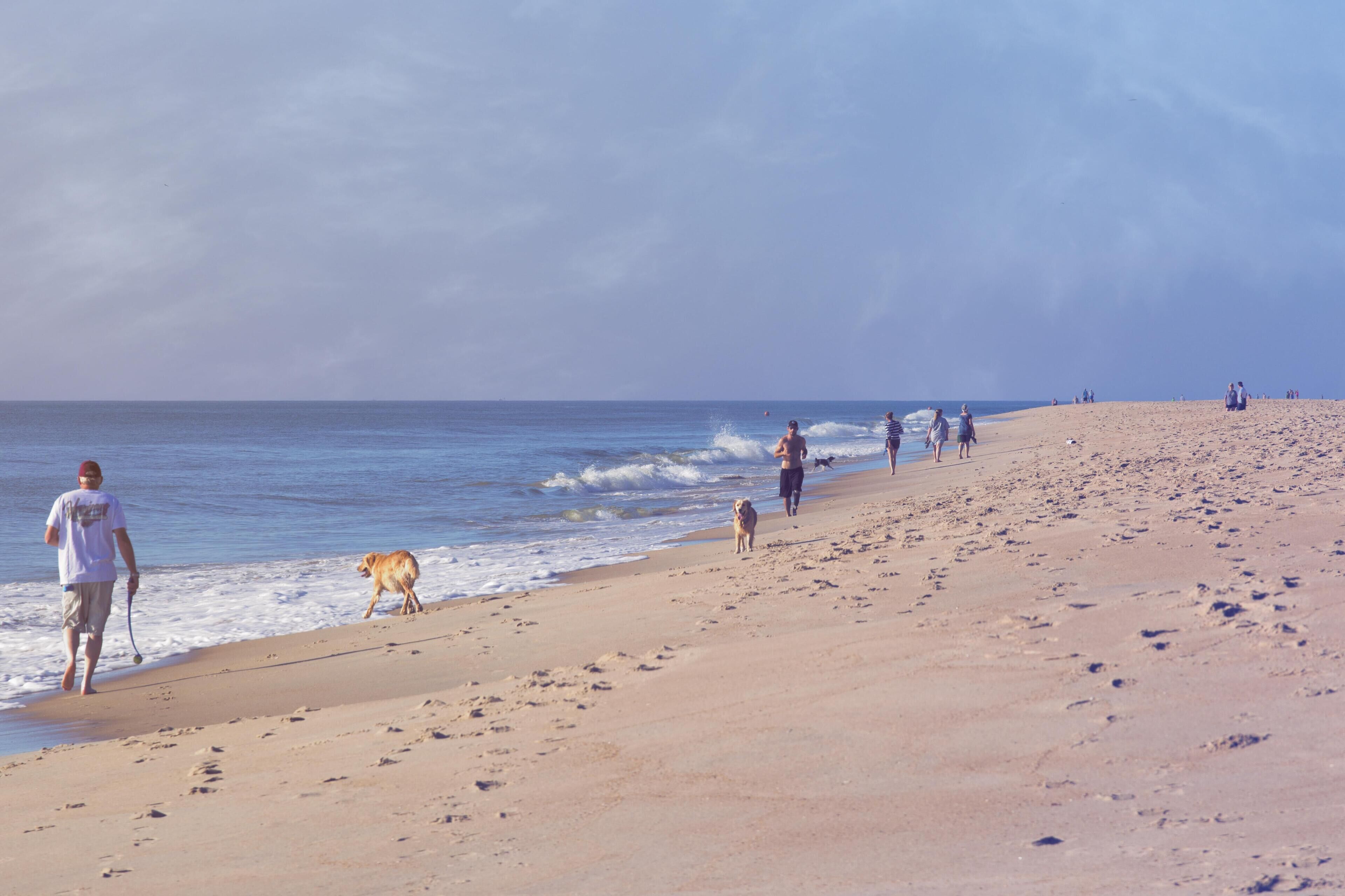 A beach with people and a dog walking along the shore.